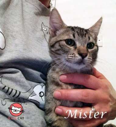 Maca 1 Mister