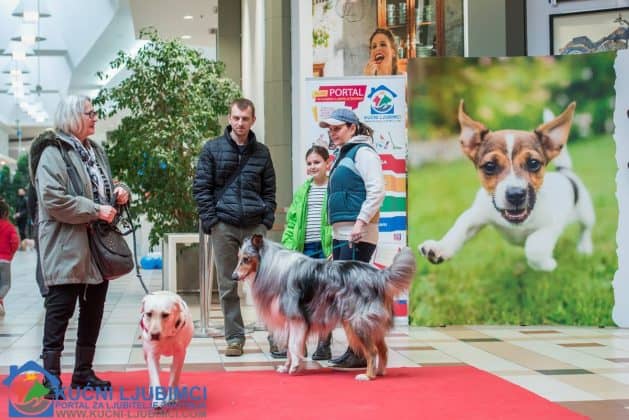 5. Vau Vikend 2018. King Cross Amaterska Izlozba Pasa 10