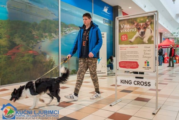 5. Vau Vikend 2018. King Cross Amaterska Izlozba Pasa 13