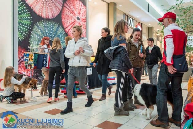5. Vau Vikend 2018. King Cross Amaterska Izlozba Pasa 17