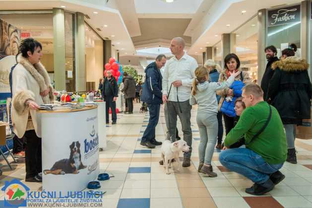 5. Vau Vikend 2018. King Cross Amaterska Izlozba Pasa 31