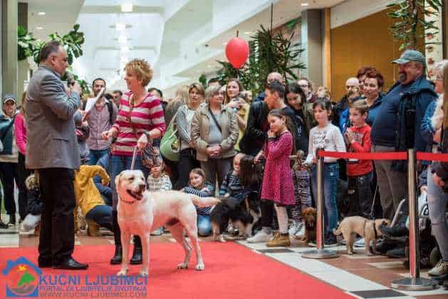 5. Vau Vikend 2018. King Cross Amaterska Izlozba Pasa 44