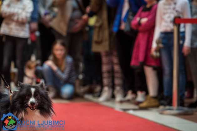 5. Vau Vikend 2018. King Cross Amaterska Izlozba Pasa 47