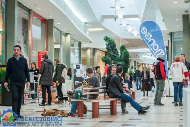5. Vau Vikend 2018. King Cross Amaterska Izlozba Pasa 5