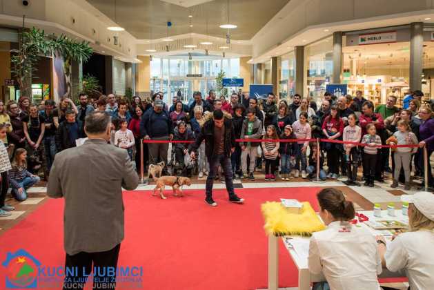 5. Vau Vikend 2018. King Cross Amaterska Izlozba Pasa 50