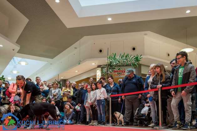 5. Vau Vikend 2018. King Cross Amaterska Izlozba Pasa 53