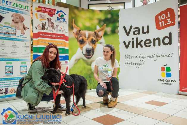 5. Vau Vikend 2018. King Cross Amaterska Izlozba Pasa 79