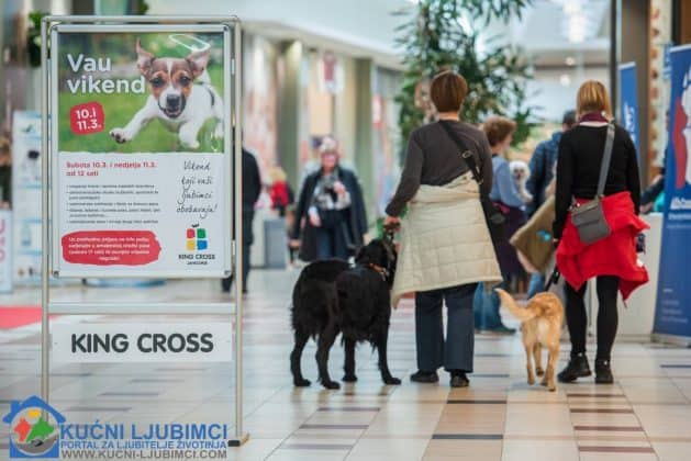 5. Vau Vikend 2018. King Cross Amaterska Izlozba Pasa 8