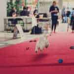 Alfa Canis - Natjecanja I Eventi Za Svibanj 2018. 5 Alfa Canis Poligon