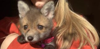 Video – Foxie – Pripitomljena Lisica Foxie 9